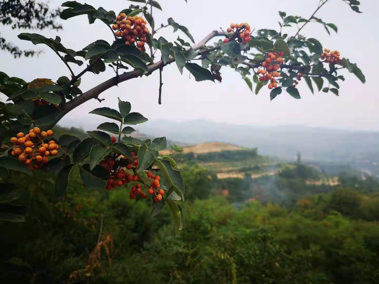 我的花椒情缘