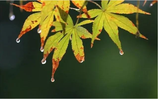 秋悟 秋雨