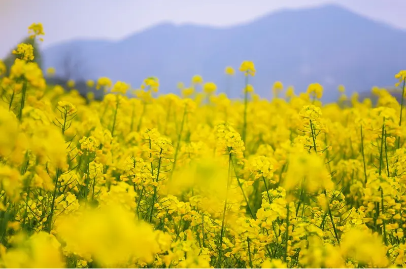 家乡的油菜花