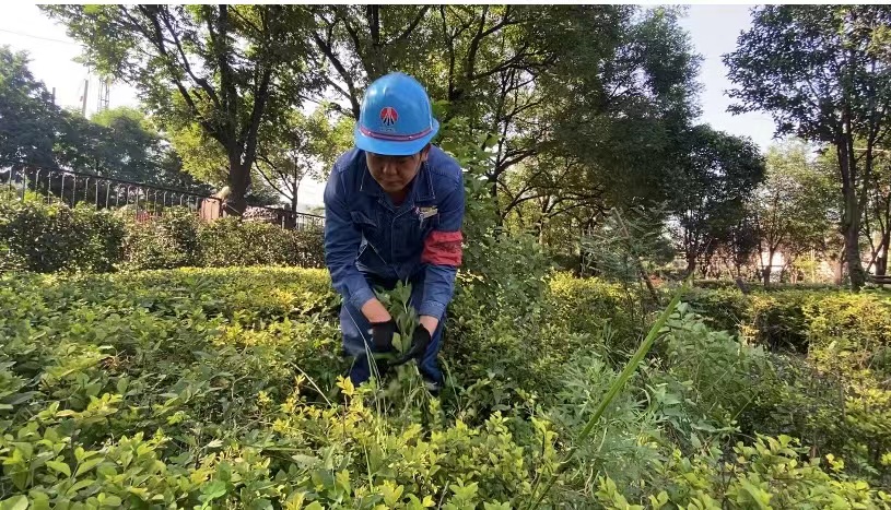 “炎”值担当 他们“汗”卫这片绿