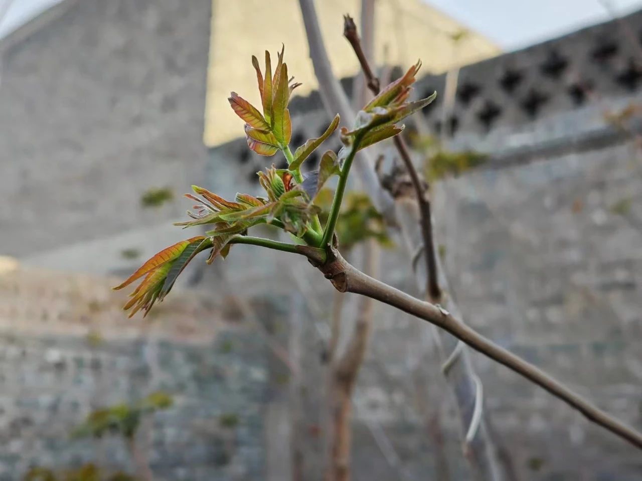 又到椿芽采摘时