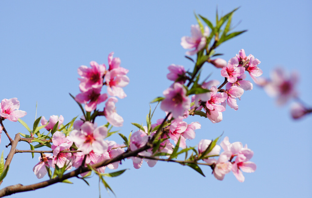 赏桃花