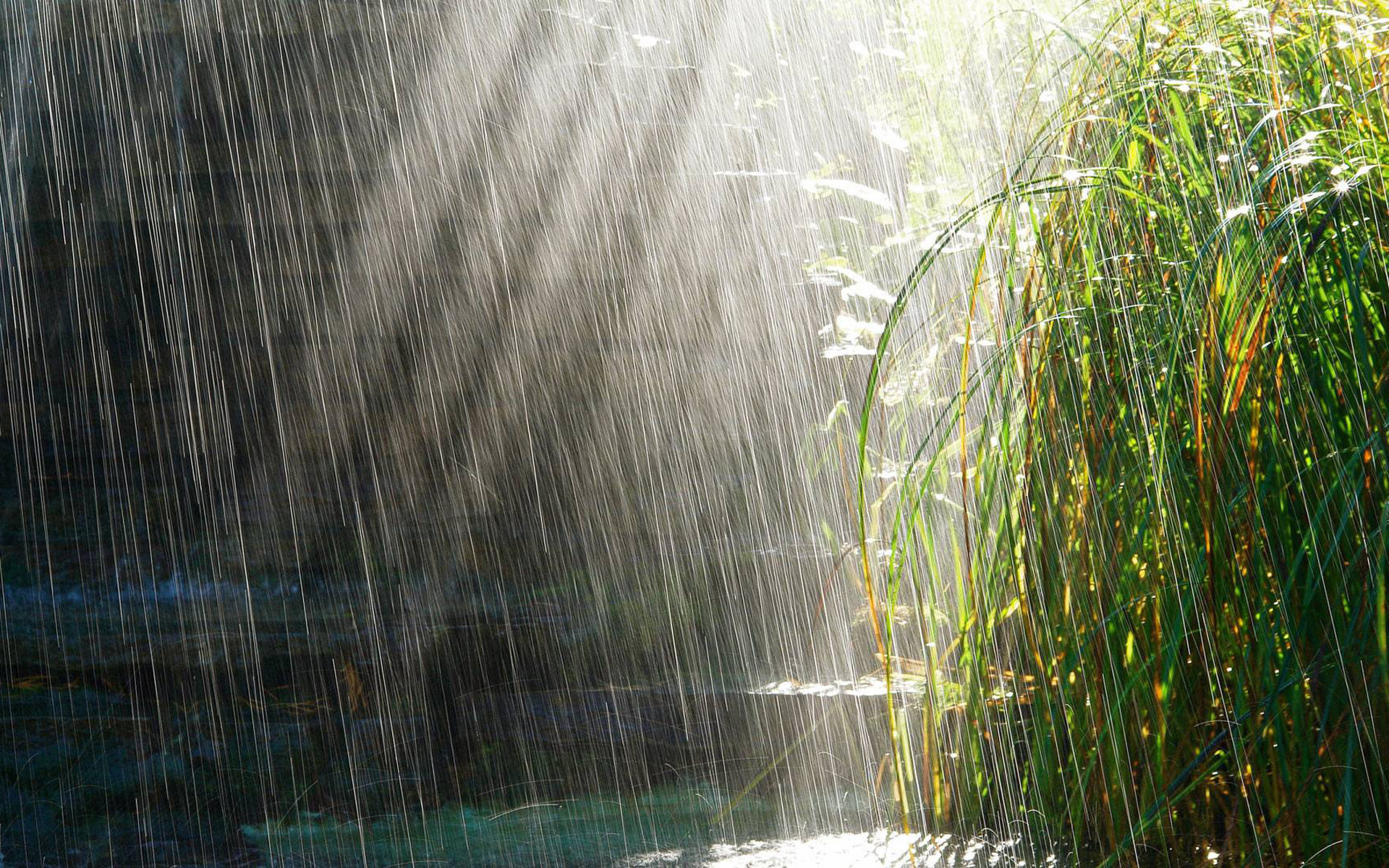 雨