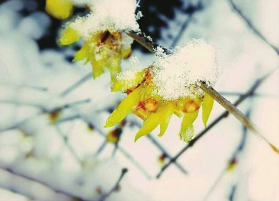 心植春天，遇雪待花开