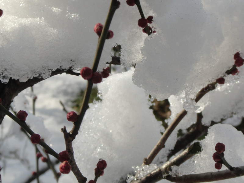 心植春天，遇雪待花开