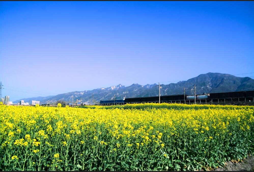 心如山花四月飞