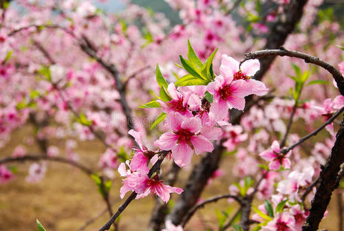 春暖花开