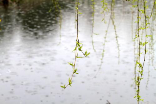 相逢一场春雨