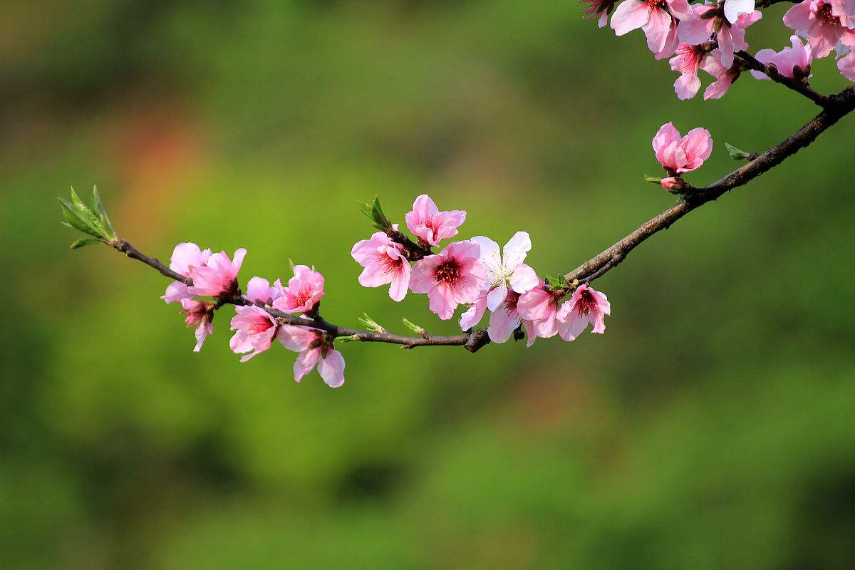 三月，和桃花来一场约会吧