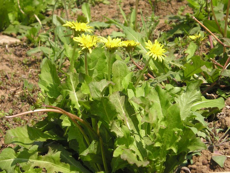 野菜季的幸福时光