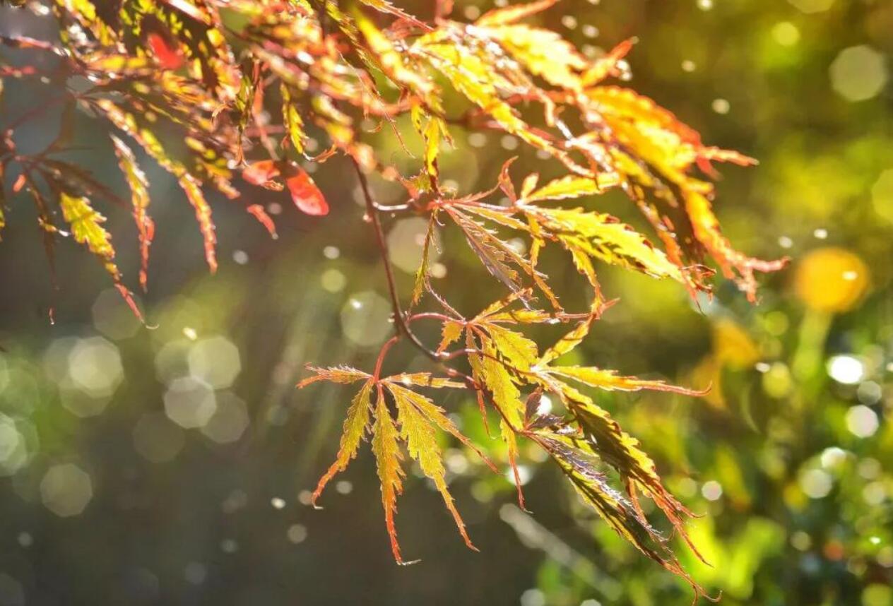 秋雨