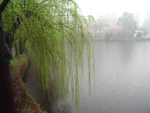 四季的雨