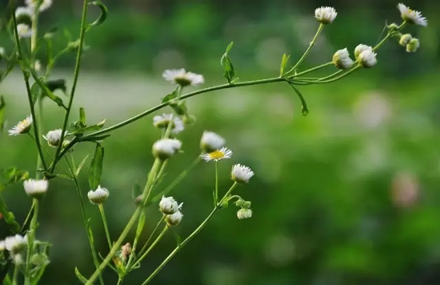 秋  雨