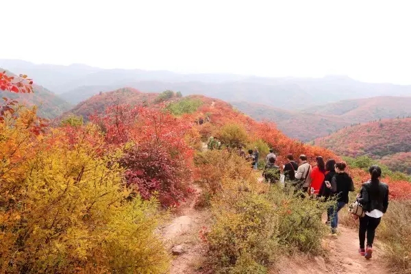 香山红叶游记