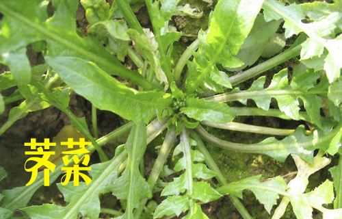 野菜情缘