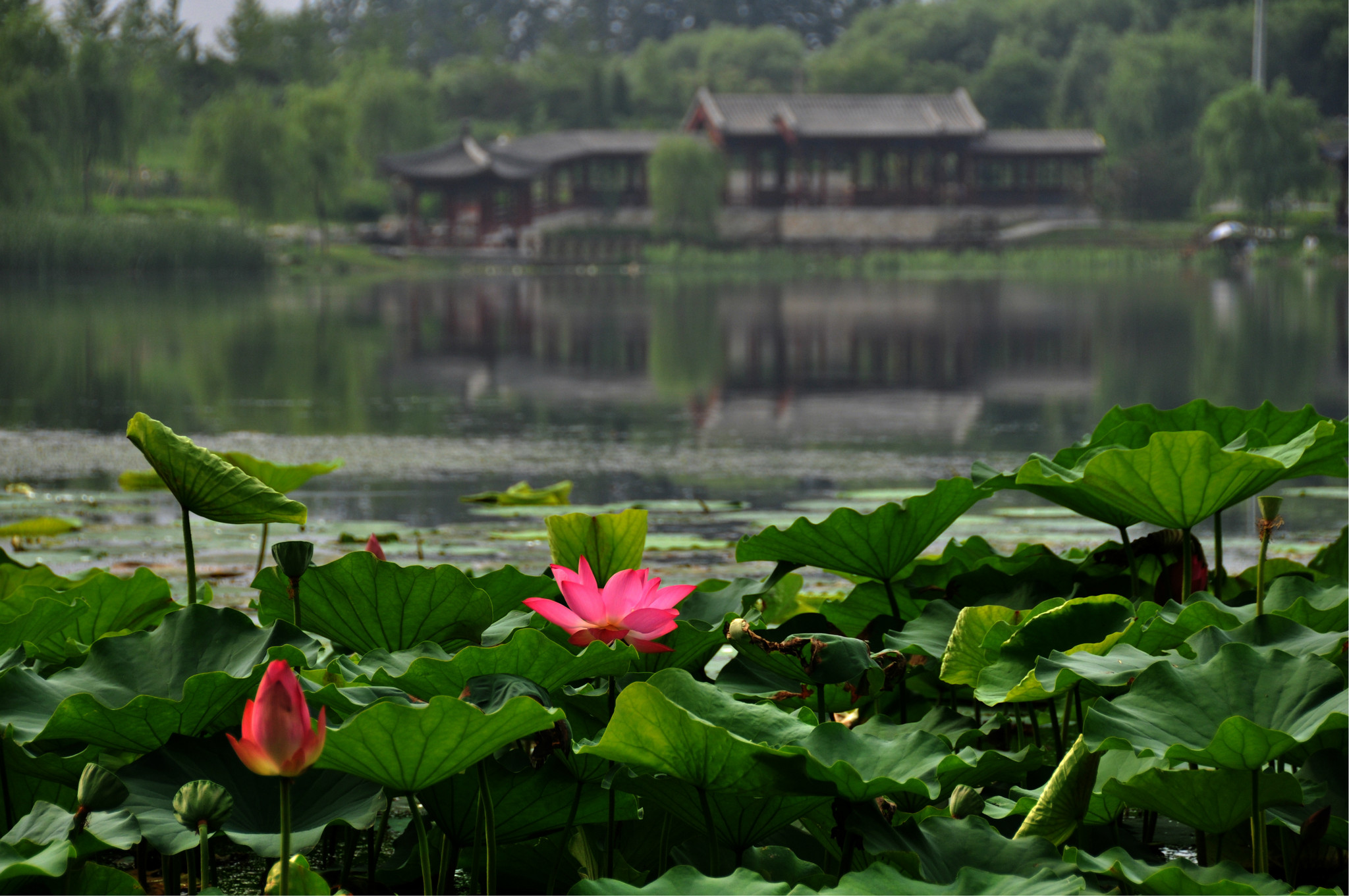 随妻南湖赏荷