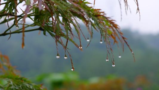 秋 雨