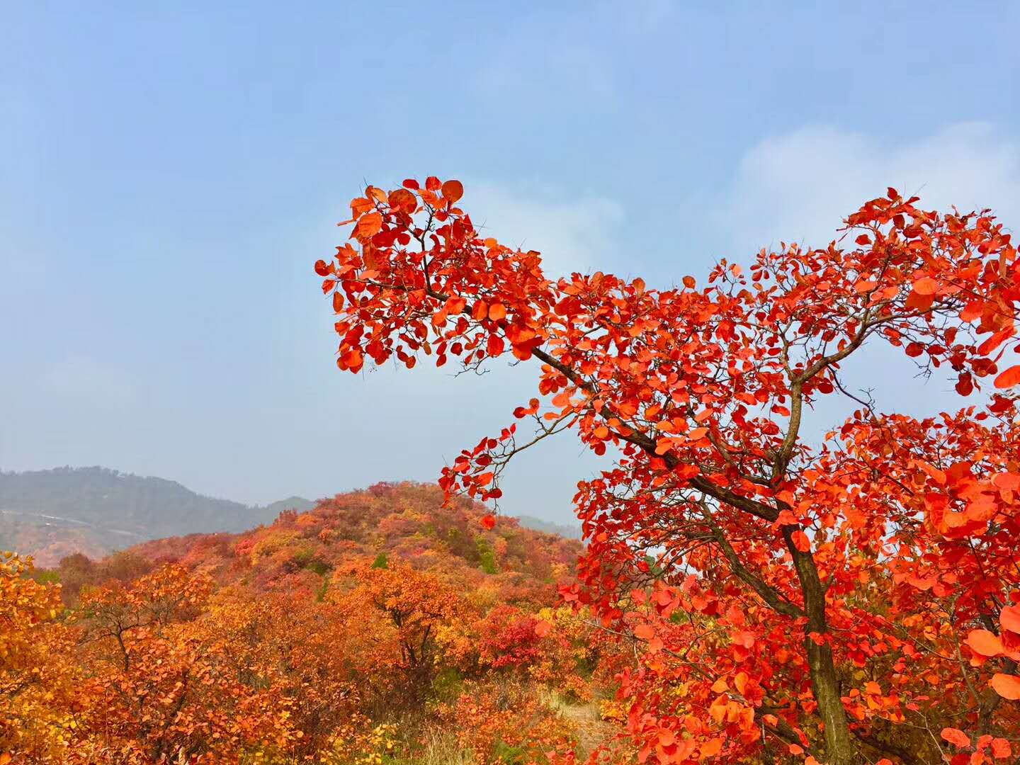 香山红叶