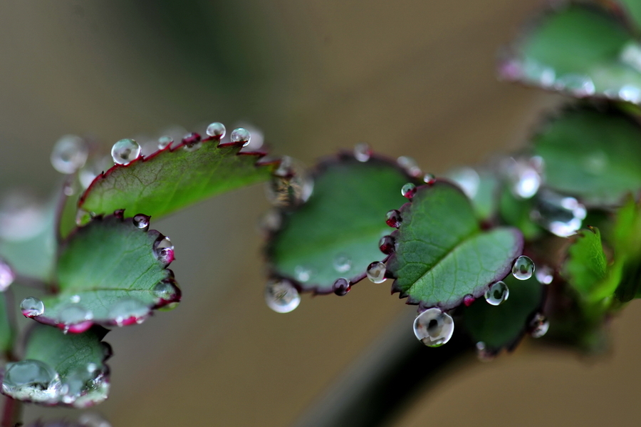 幸福就是一场场的春雨