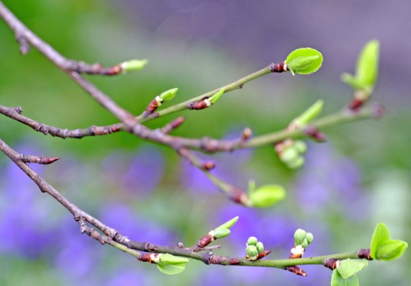 一点花蕾一片春