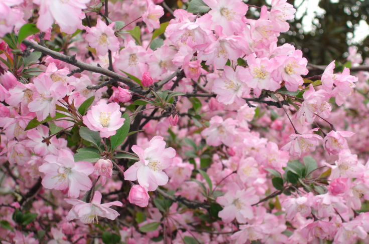 遇见，樱花开