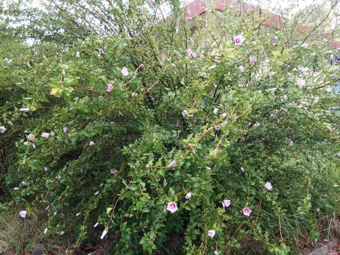 秋雨润木槿