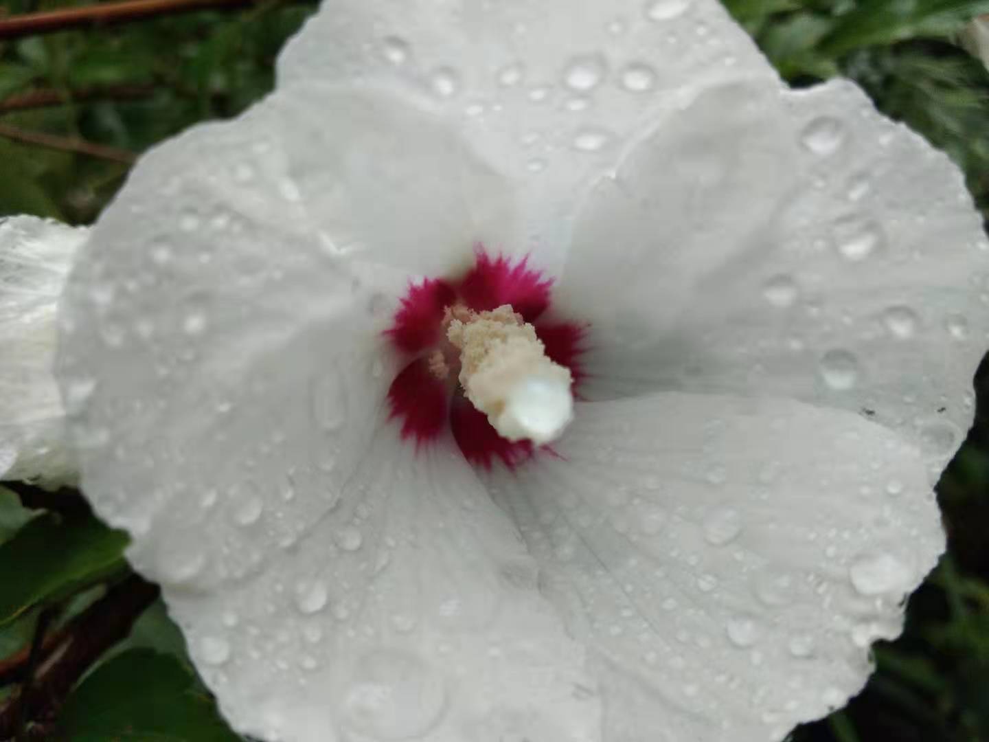 秋雨润木槿