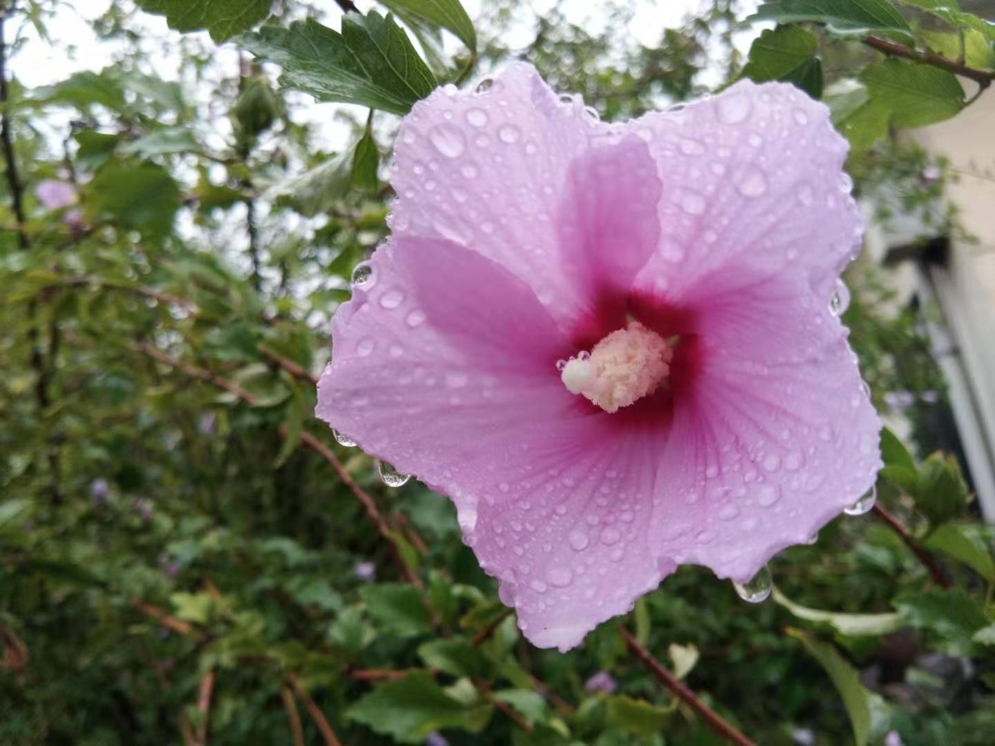 秋雨润木槿