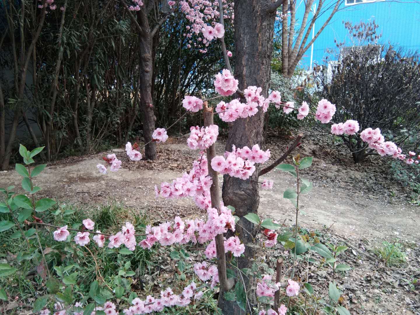 又到春花醉人时