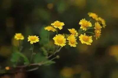 野菊花开