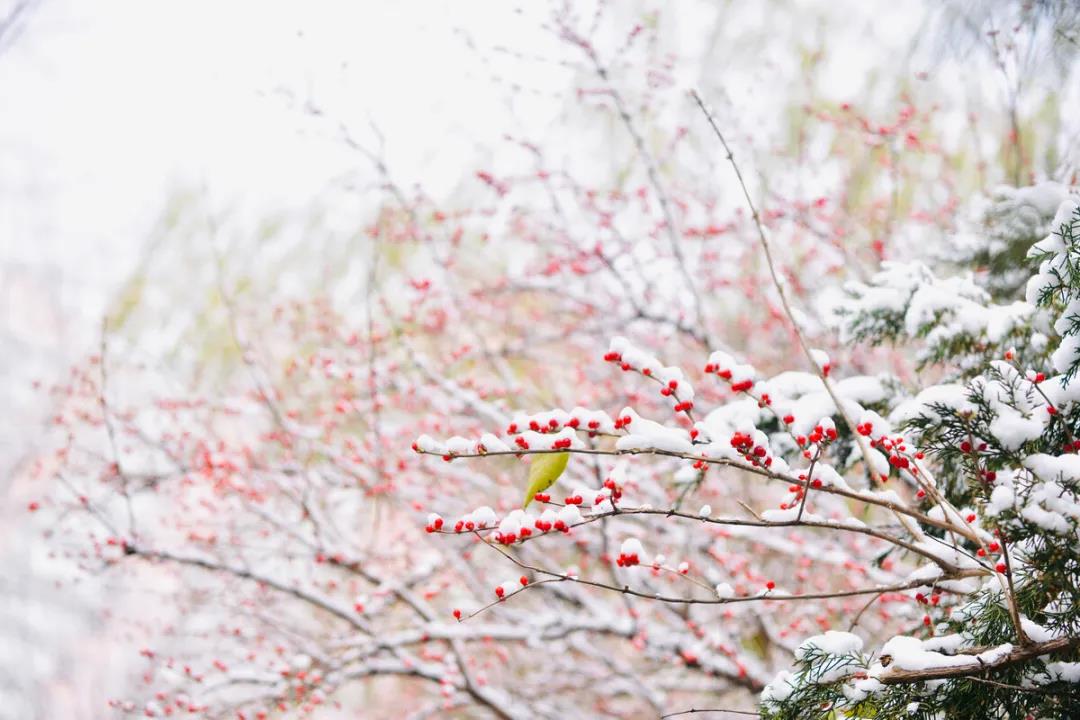 山中初雪