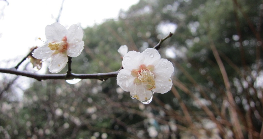 雨中漫步