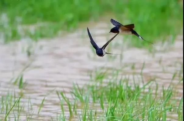 故乡三月雨