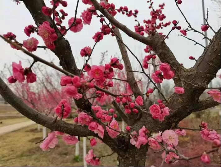 春闹园区花盛开