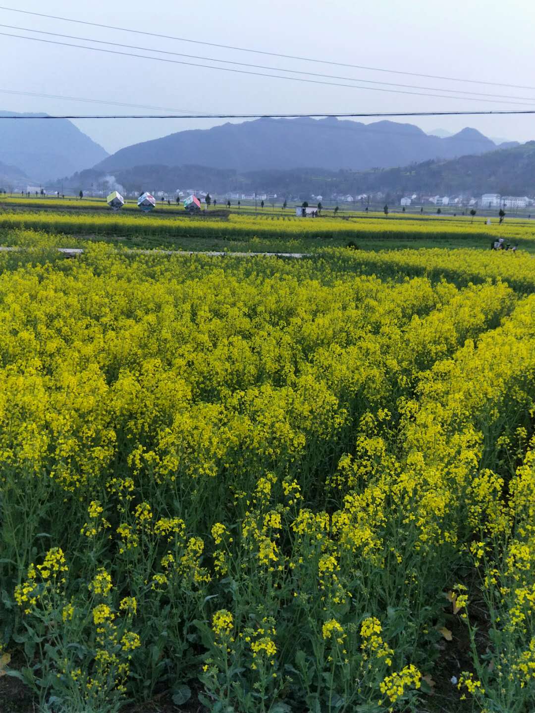 又逢一年菜花黄