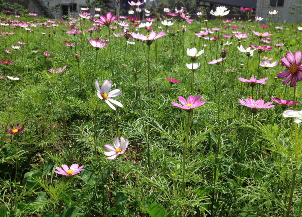 盛开在料场的格桑花