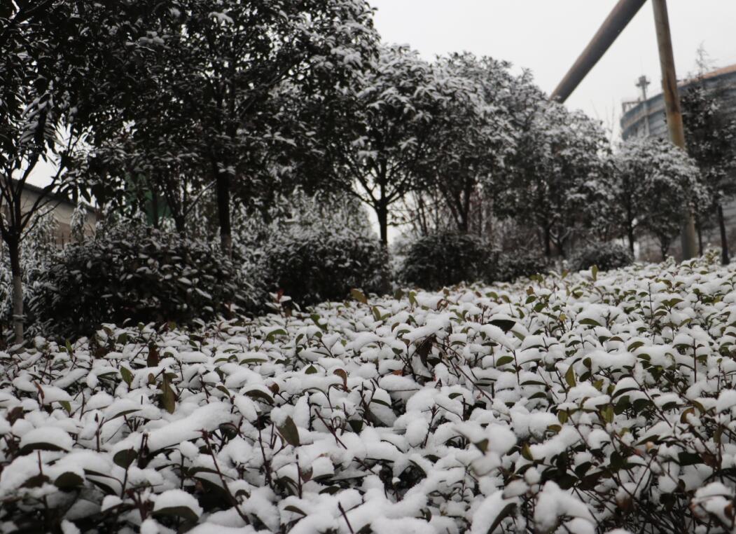 雪花飘飞