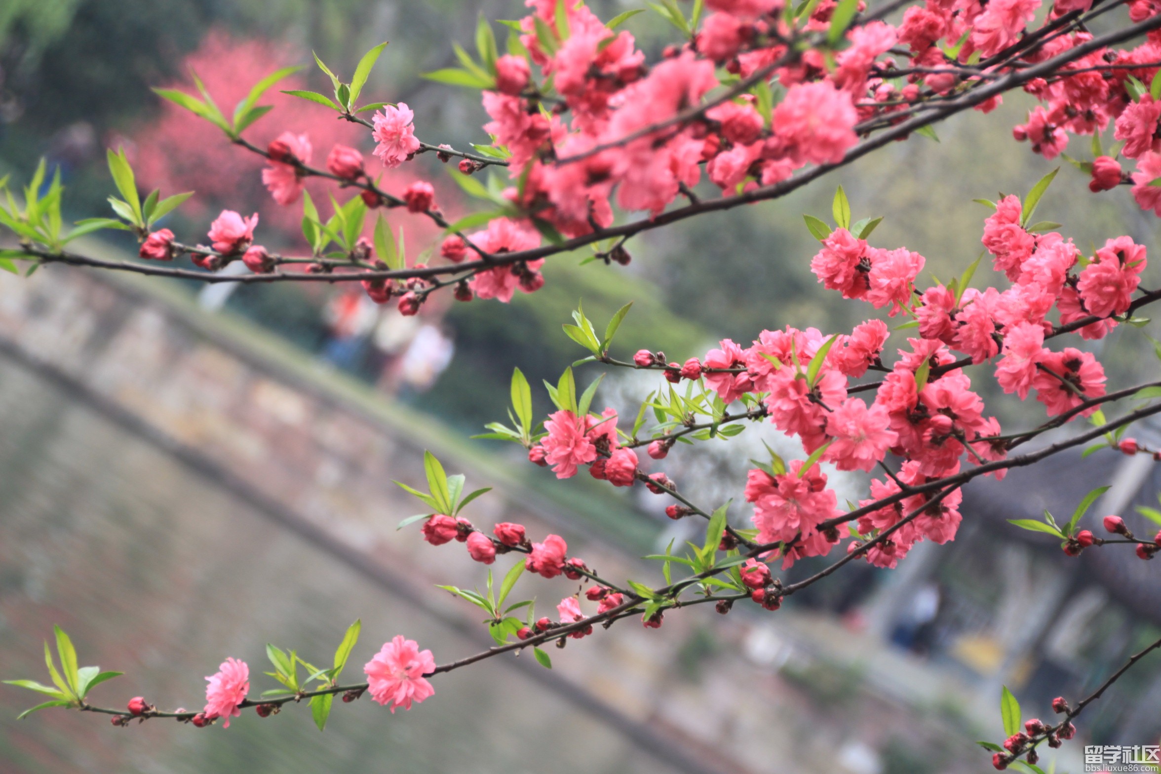 听春归，挽风回