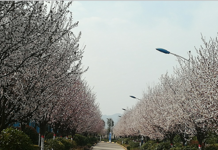 春到钢城