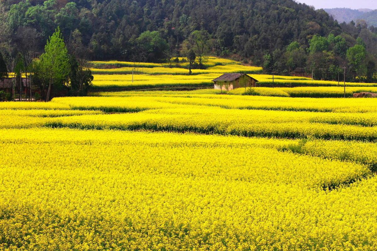 又看菜花开