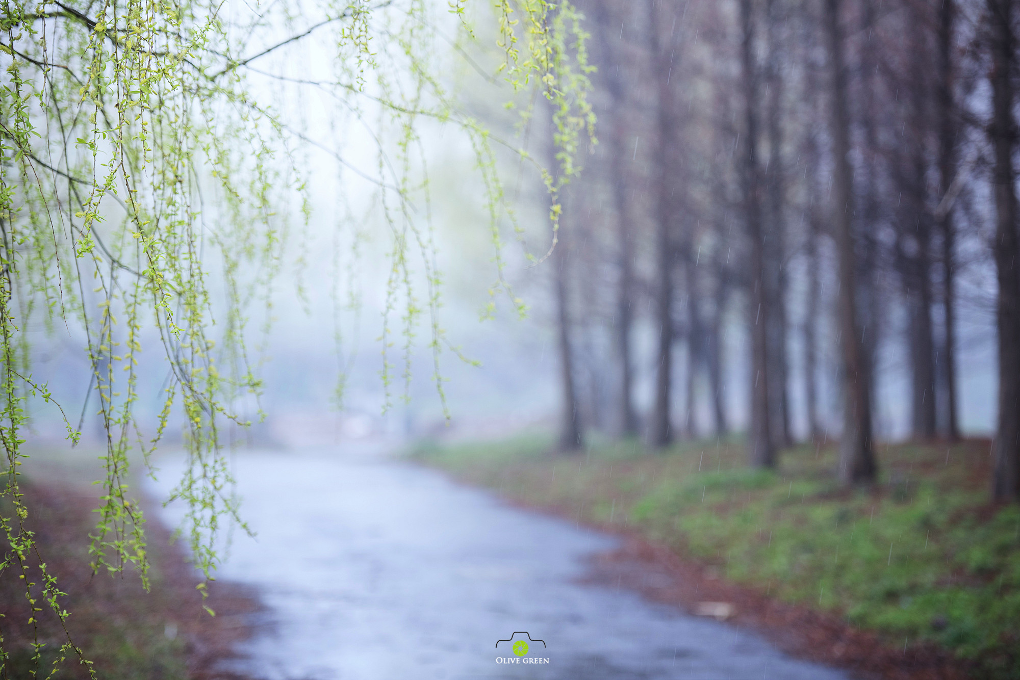 三月的雨