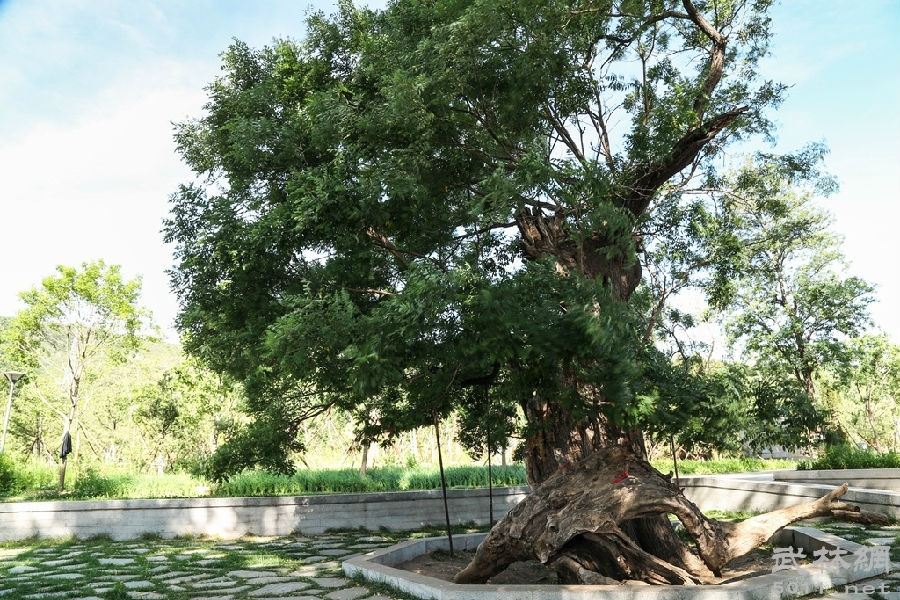 村口槐树下的太婆