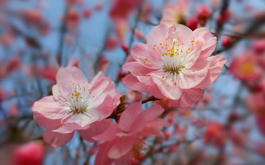 春日寻芳