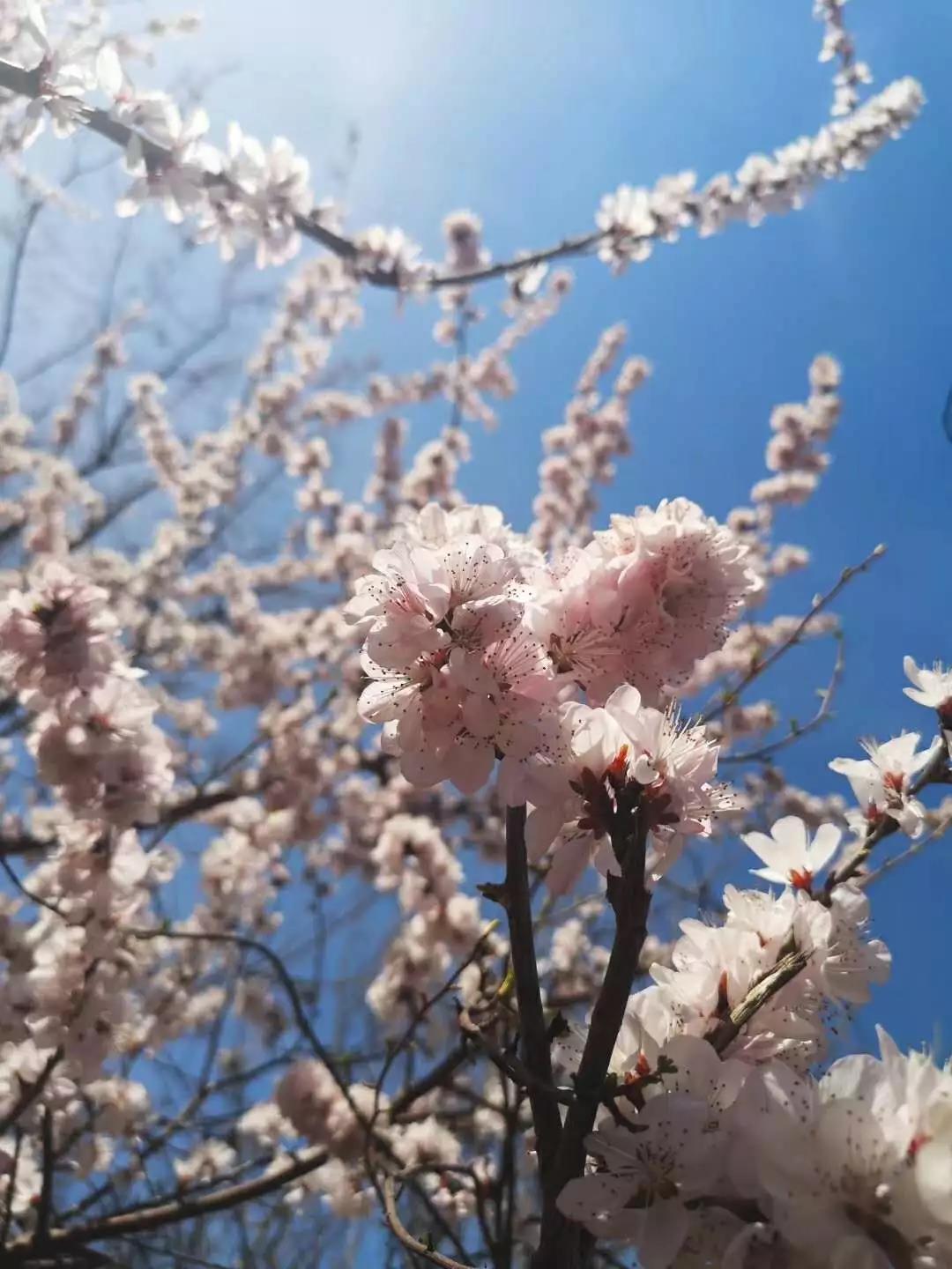 在三月的花海里徜徉