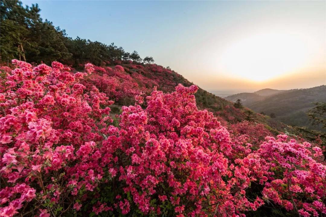 又是一年山花烂漫时