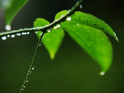 雨中随想