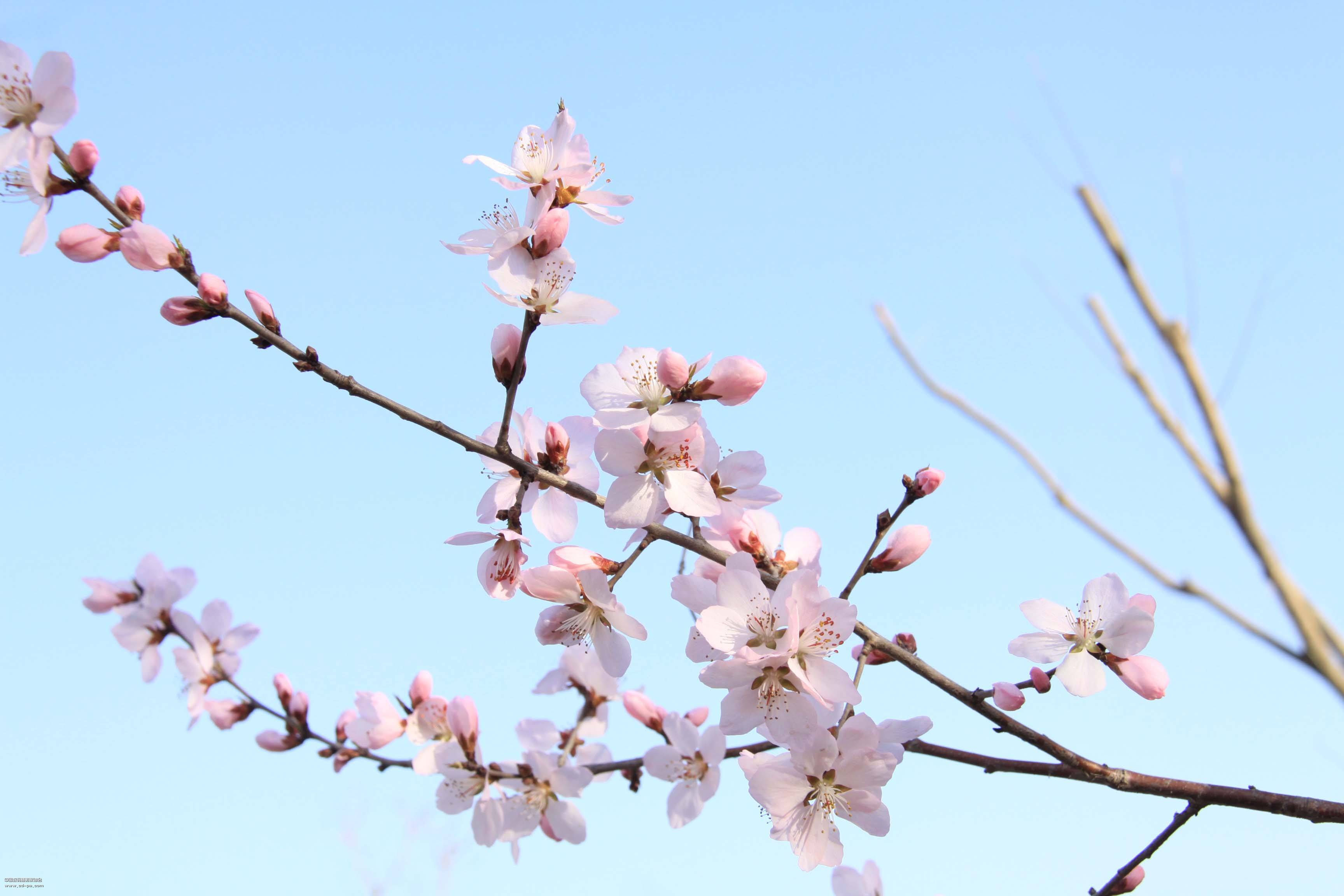 等待春暖花开