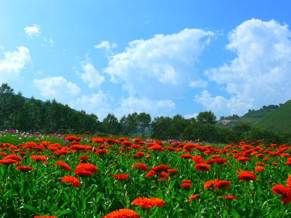 野花烂漫