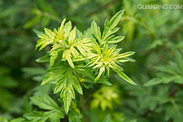 又见一年端午节